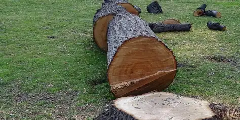 abattage arbre abattage arbre