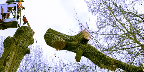 couper un arbre couper un arbre