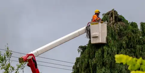 elagueur d arbre